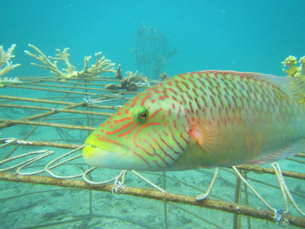 Biorock Homestay & Dive Center Pemuteran Exterior foto