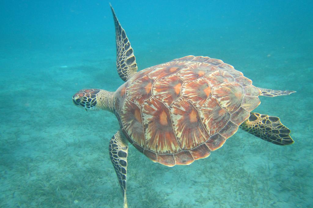 Biorock Homestay & Dive Center Pemuteran Exterior foto